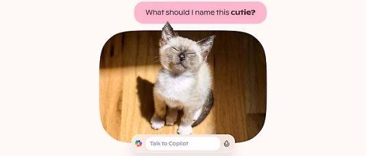 news-card-kitten-416x178